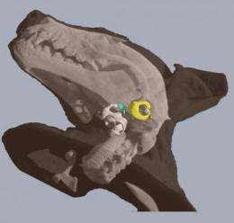 Bat researchers no longer flying blind on echolocation