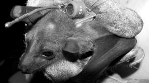 Bats' echolocation recorded for human exploit