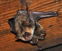 Bats rely on the position of the sun at sunset to navigate