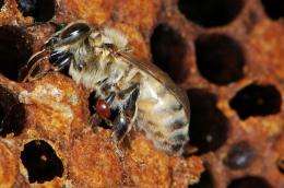 Bee scientists force killer mites to self destruct