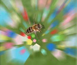 Bees see super color at super speed