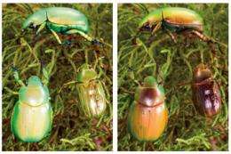 Beetles stand out using Avatar tech