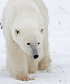 Beyond polar bears - finding a new way to communicate climate change
