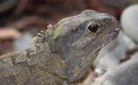 What can a New Zealand reptile tell us about false teeth?