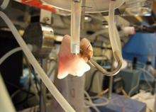 Bioartificial lungs transplanted into rats (w/ Video)