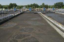 Biodiesel from sewage sludge within pennies a gallon of being competitive