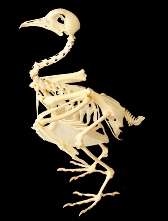 Bird Bones May be Hollow, But They are Also Heavy, Says UMass Amherst Biologist