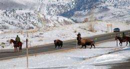 Bison slaughter challenged as habitat effort flops (AP)