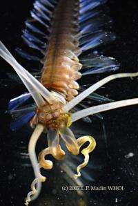 Bizarre squidworm discovered
