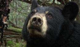 Black bear about to bear cubs live on Internet (AP)
