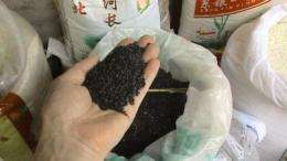 Black rice rivals pricey blueberries as source of healthful antioxidants