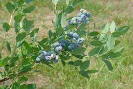 'Blue Suede' premiers: New blueberry recommended for home gardeners