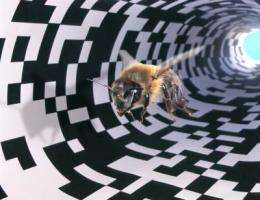 Brain gene expression changes when honey bees go the distance