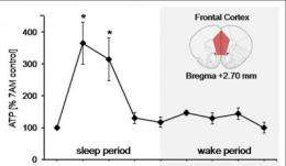Brain's energy restored during sleep, suggests animal study