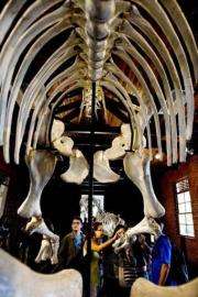 Brazilian students observe dinosaur bones