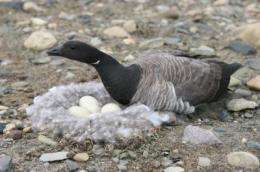 Brent geese show parents know best