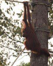 Bridges built to help Borneo orangutans meet mates (AP)