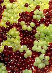 Bringing better grapes a step closer to reality