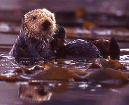 California sea otter numbers drop again