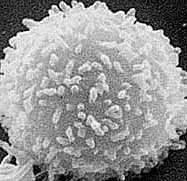 Caltech biologists discover how T cells make a commitment