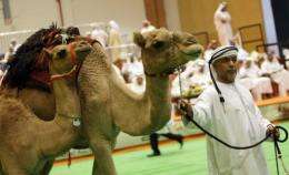 Camels are displayed at an auction in Abu Dhabi, United Arab Emirates