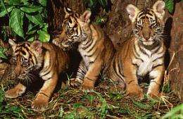 Camera traps yield first-time film of tigress and cubs (w/ Video)