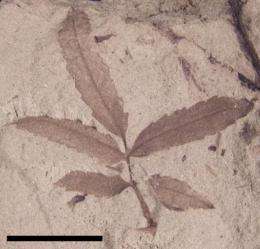 Can the morphology of fossil leaves tell us how early flowering plants grew?