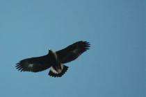 Central Pennsylvania is a great place to watch migrating raptors