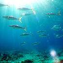 Chagos Archipelago becomes a no fishing zone