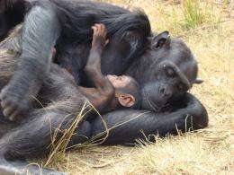 Chimpanzees respond to infant death nearly same as humans