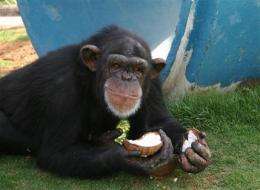 Chimps' future prompts debate over NM primate lab (AP)