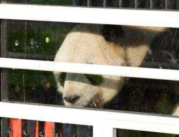 China has 1,590 pandas living in the wild