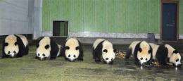 China panda baby boom aids against extinction (AP)