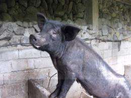 Chinese pigs 'direct descendants' of first domesticated breeds