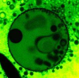 Clay-armored bubbles may have formed first protocells