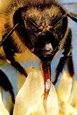 Closeup of bee proboscis.  Image: Ken Chang, Studies In Animal Behavior