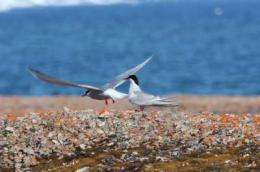 Coastal birds carry toxic ocean metals inland