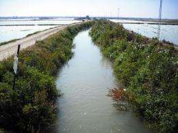 Cocaine and ecstasy detected in waters of the L'Albufera in Valencia