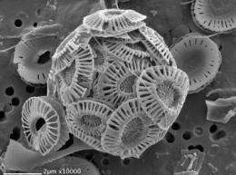 Coccolithophore growth and calcification -- a possible role for iron