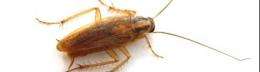 Cockroach brains could be rich stores of new antibiotics