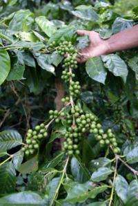Coffee beans growing at an Indian nursery
