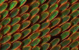 Colors of Butterfly Wing Yield Clues to Light-Altering Structures