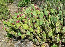 Common cactus could be used to clean water