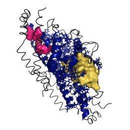 Communication pathways within proteins may yield new drug targets to stop superbugs