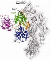 Structure of key molecule in immune system provides clues for designing drugs