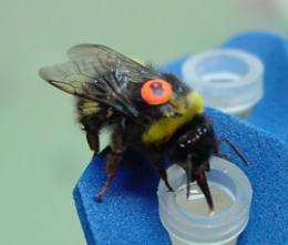 Complex mathematical problem solved by bees