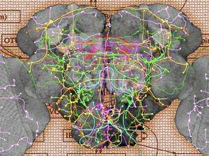 Computer Technique Creates Map of a Fruit Fly Brain