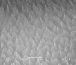Conical nanocarbon structures could lead to flexible, transparent field emission displays