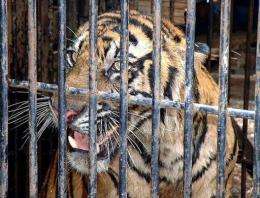 Conservationists believe there are fewer than 400 Sumatran tigers left in the wild