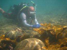 Coral off Puerto Rico's coast 'ideal case study' for Gulf oil spill's impact